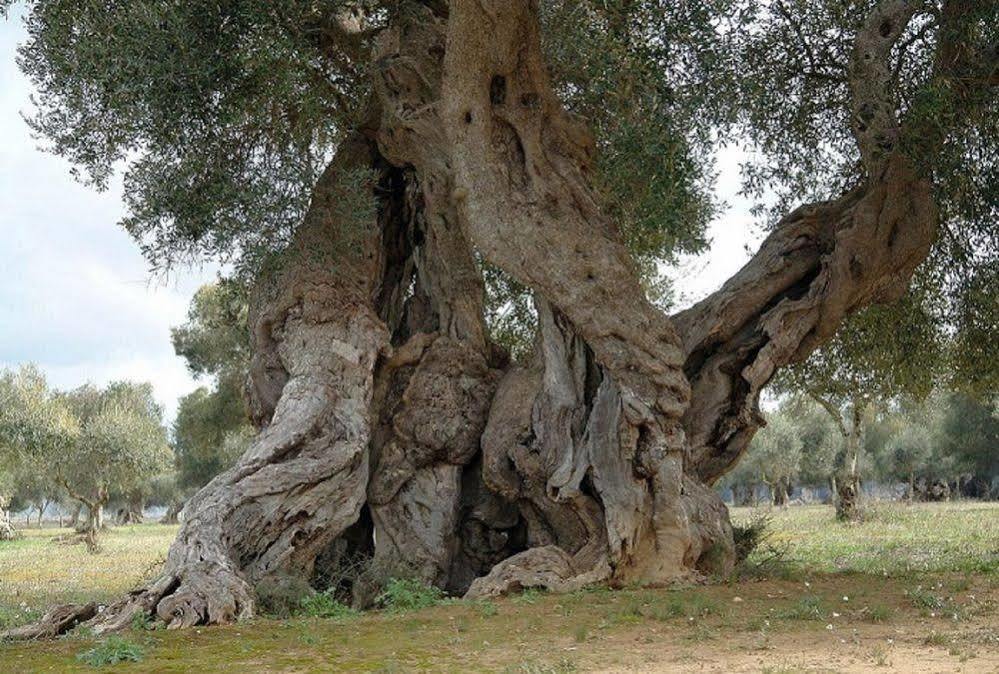 Bio-Agriturismo Masseria La Palombara Salve Eksteriør billede